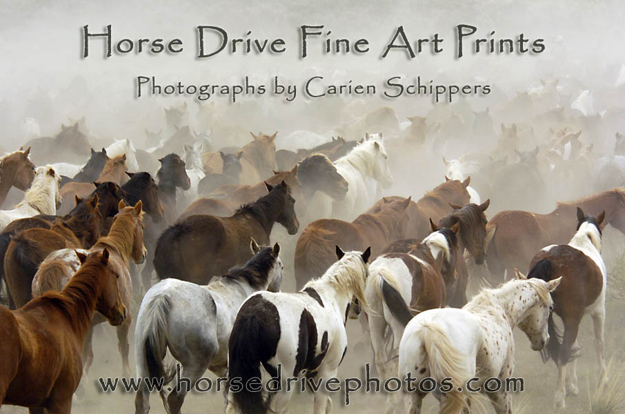 Horse Drive Photo