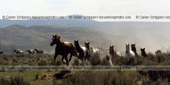 Galloping  Herd