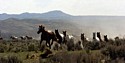 Galloping  Herd