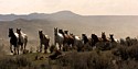 Follow the Leader