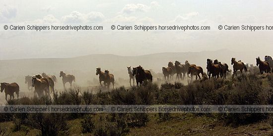 Herd in the Sagebrush