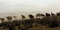 Herd in the Sagebrush