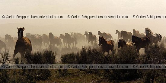 Dusty Morning