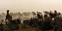 Dusty Morning