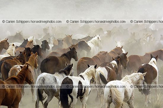 Drifting Herd