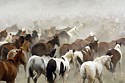 Drifting Herd