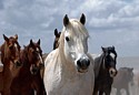 Gray Horse Watching
