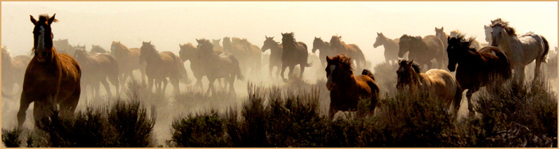 horse drive panorama